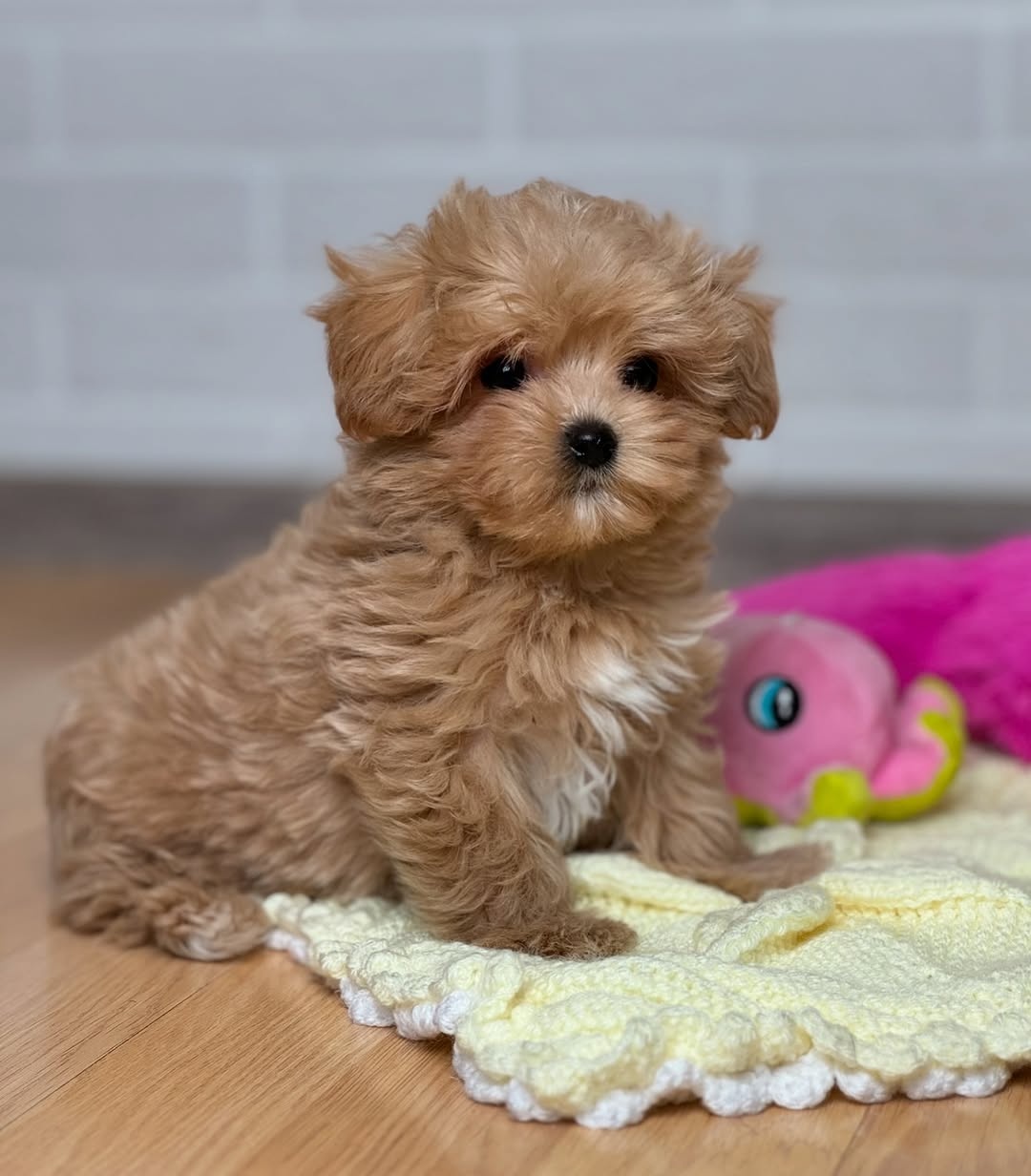 Zwei Maltipoo-Welpen zu verkaufen - 2