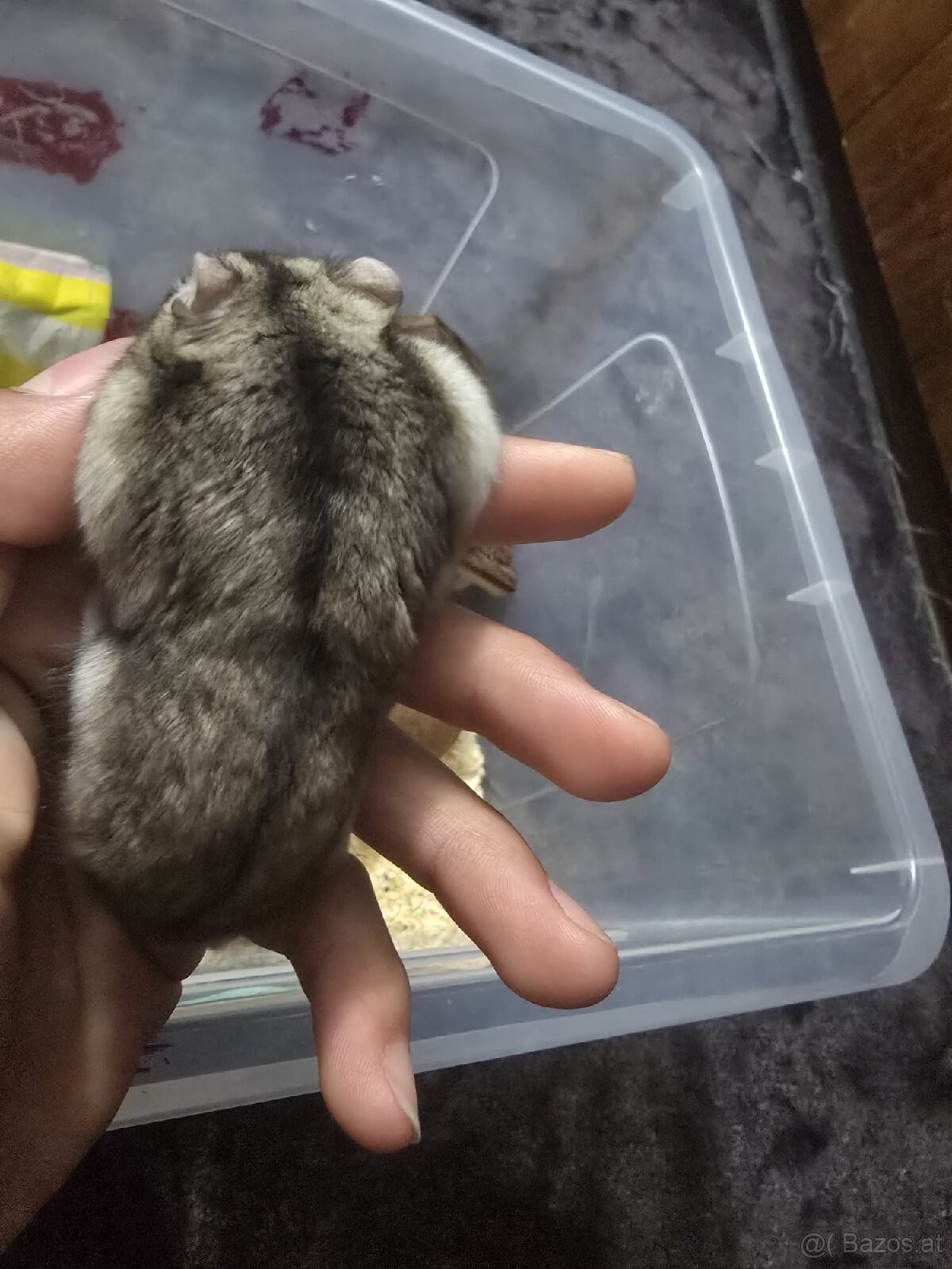 Hamster - 2