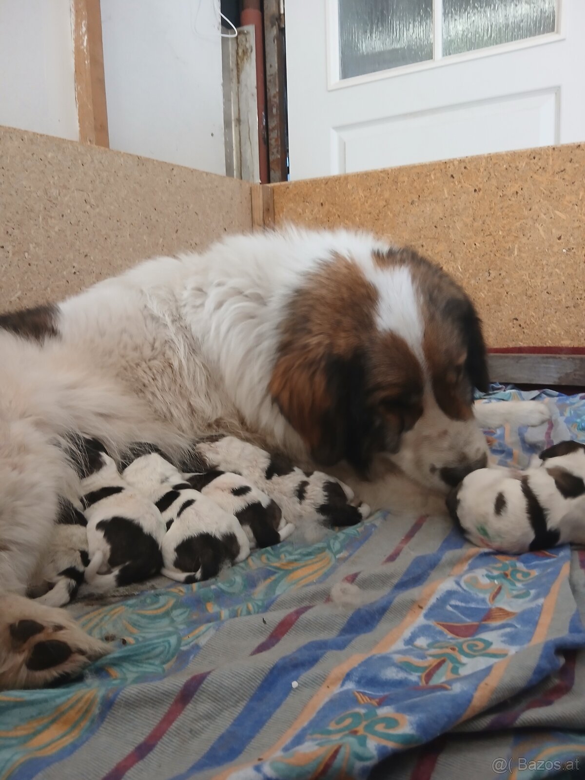 Tornjak Welpen mit FCI-Stammbaum – verlässlicher Wachhund un - 2