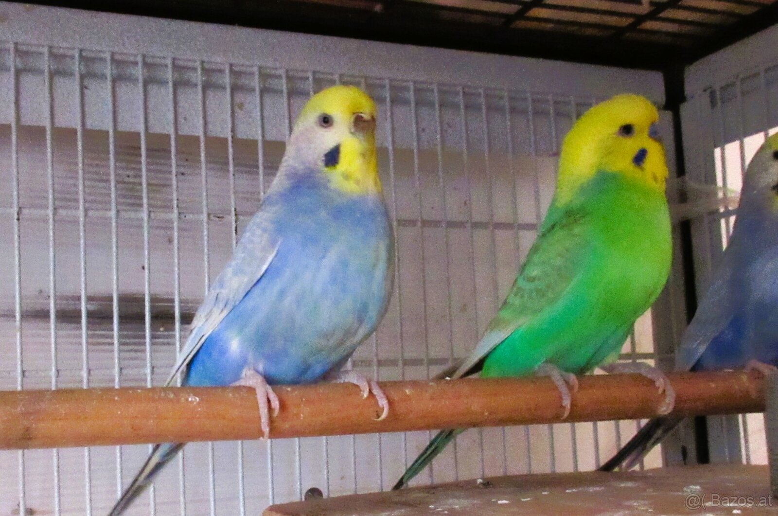 Handzahme Rainbow Wellis Zuchtpaar - 2