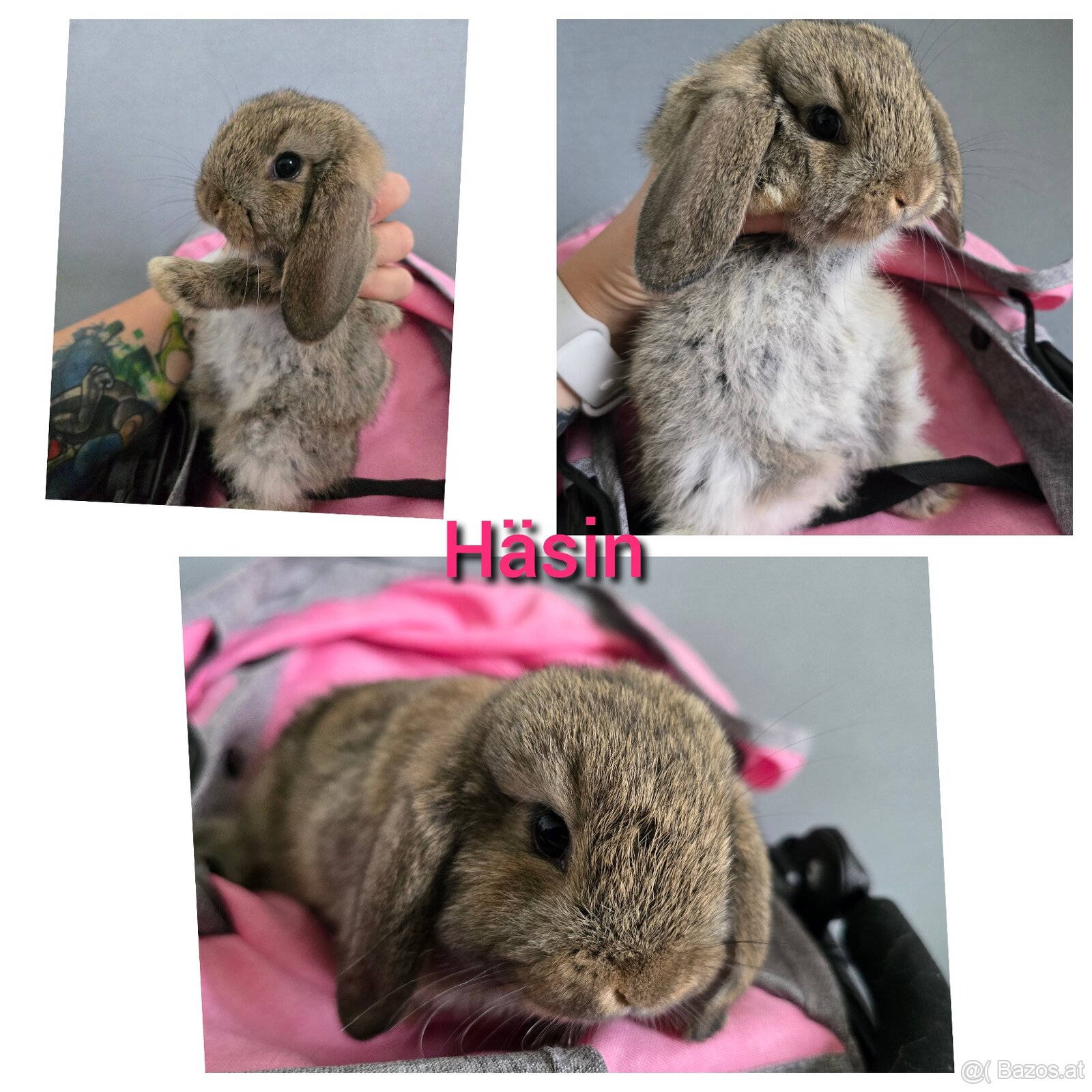 Mini Lop Kaninchen - 2