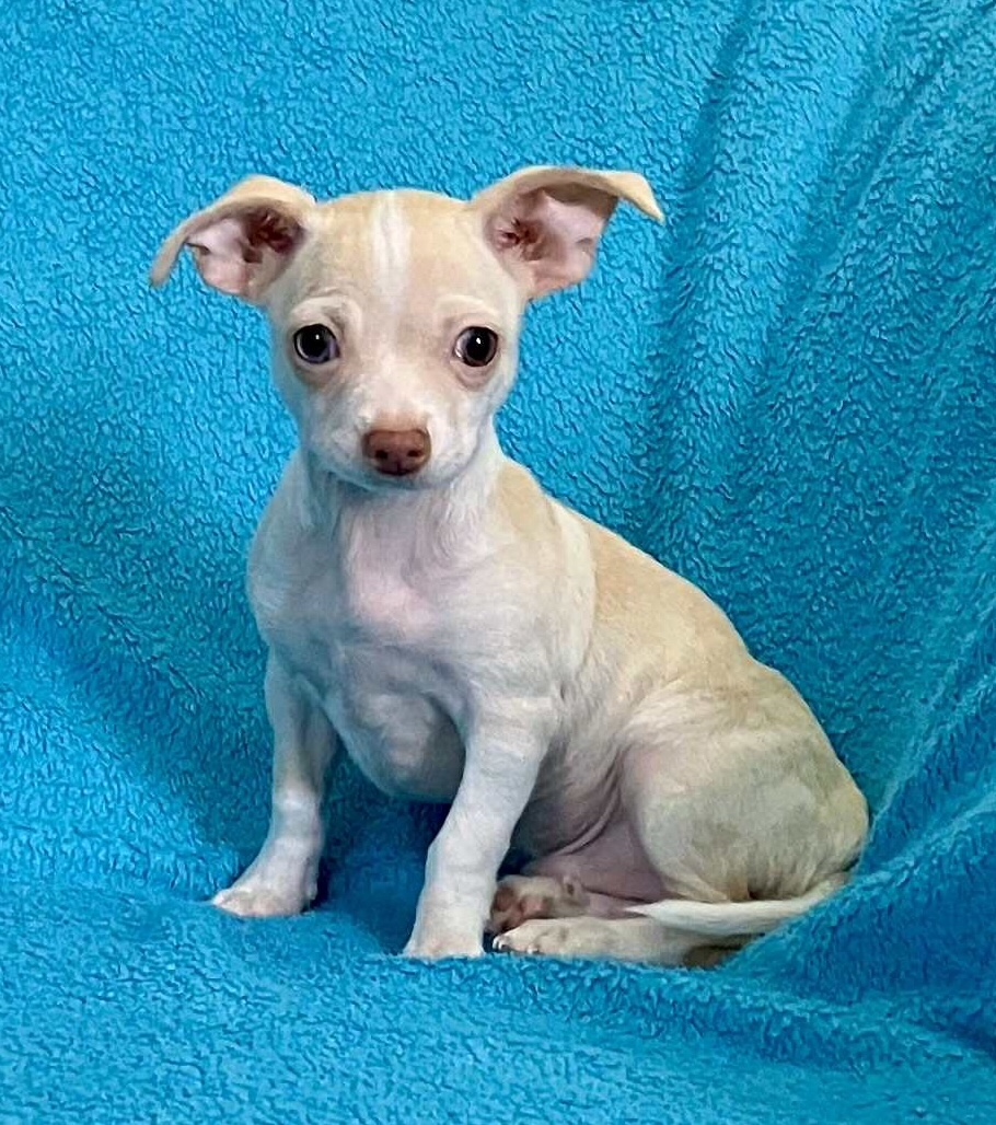 Chihuahua Mix Rüde - 2