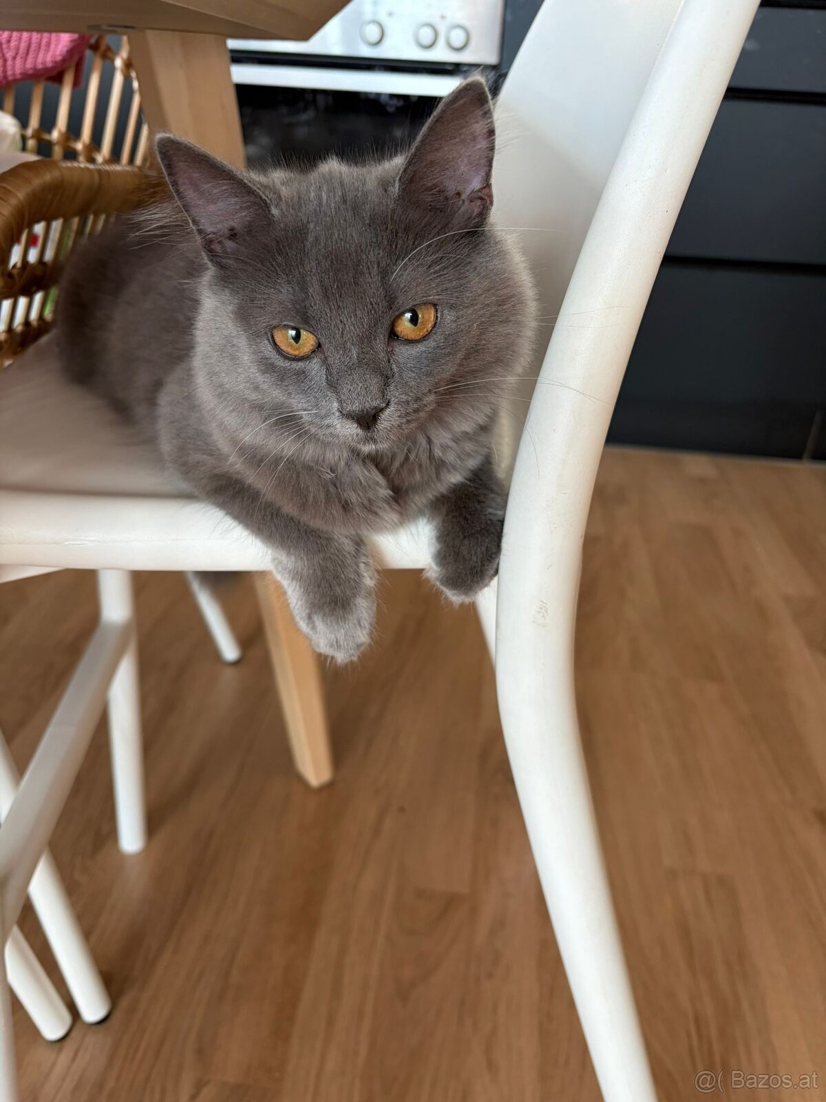 Wunderschönes BLH-Kitten Luna sucht ein Zuhause - 2