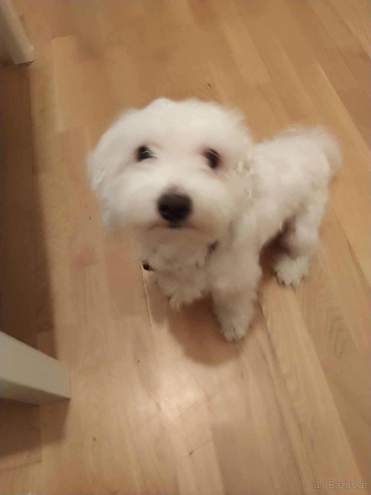 Hund Malteser - 2