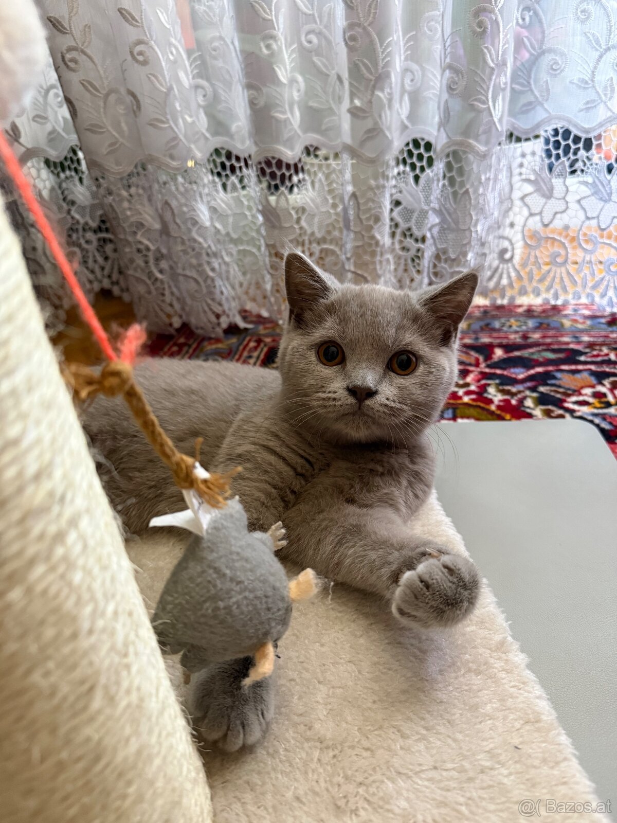 Britisch Kurzhaar - 2