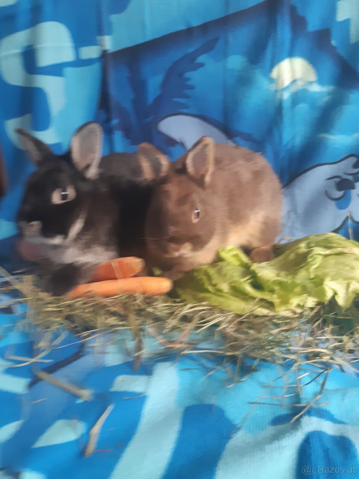 Zwergkaninchen Babys zu vergeben - 2
