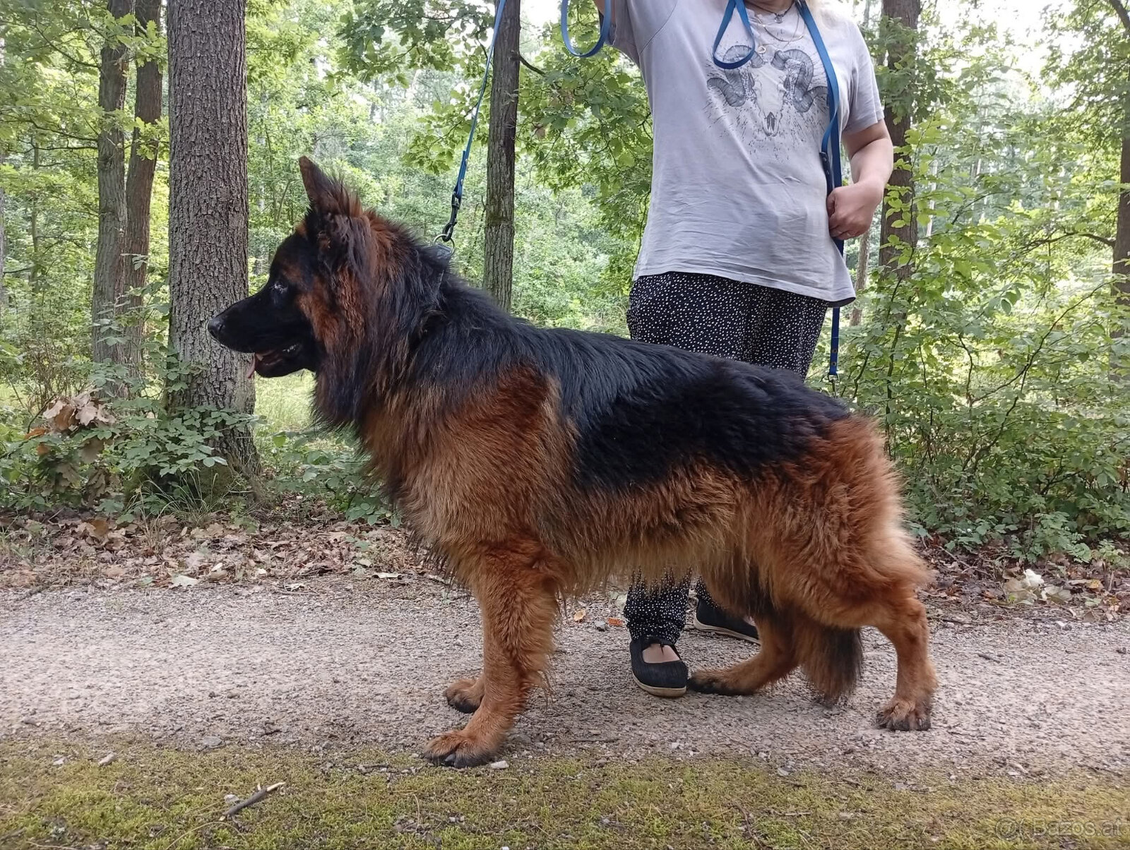Langhaariger Deutscher Schäferhund mit FCI-Stammbaum - 2