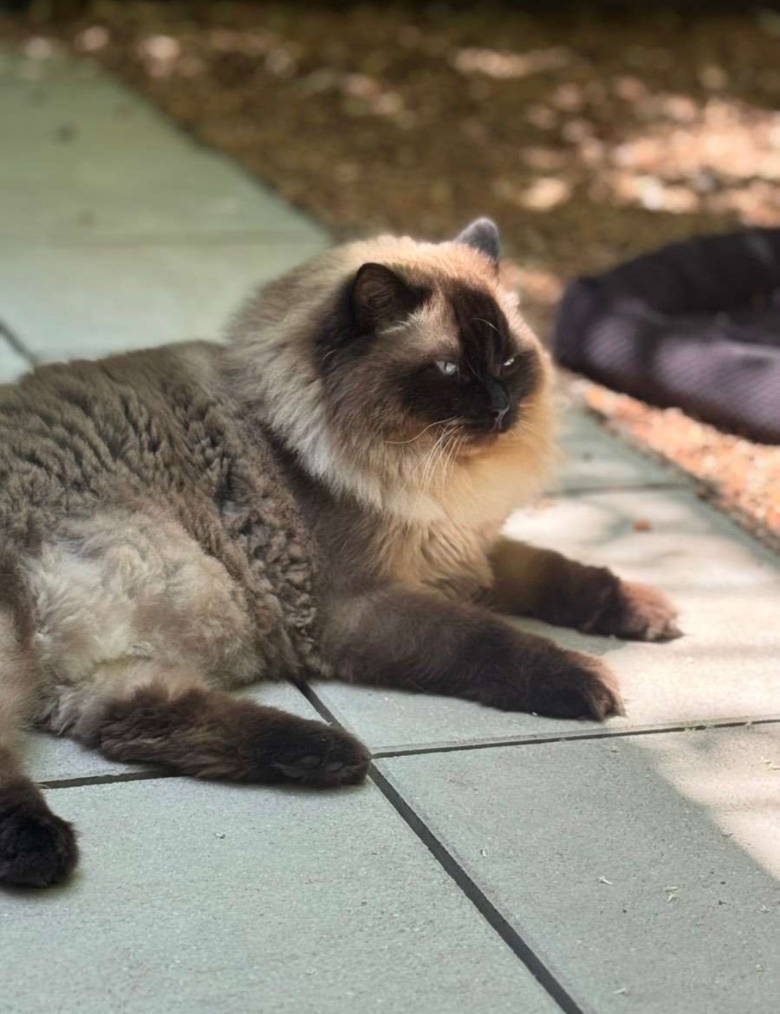 Ragdoll Kater Harley - 2