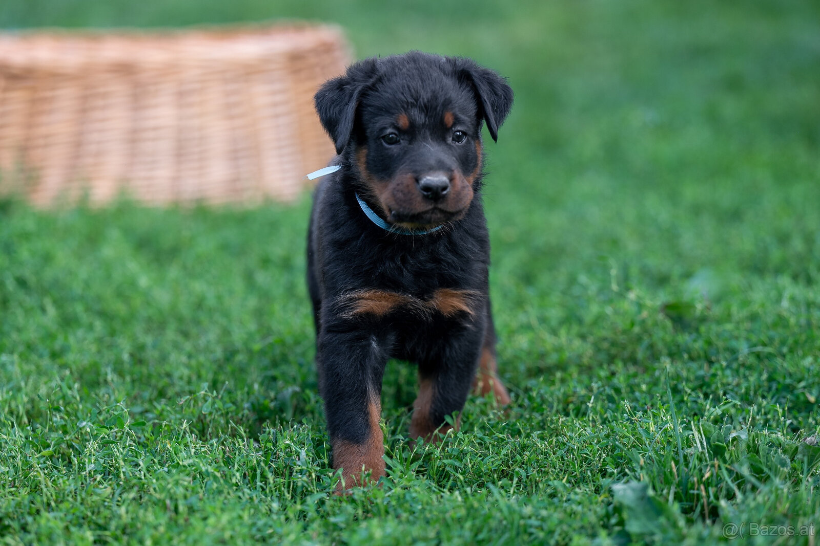 Beauceron-Welpen - 2