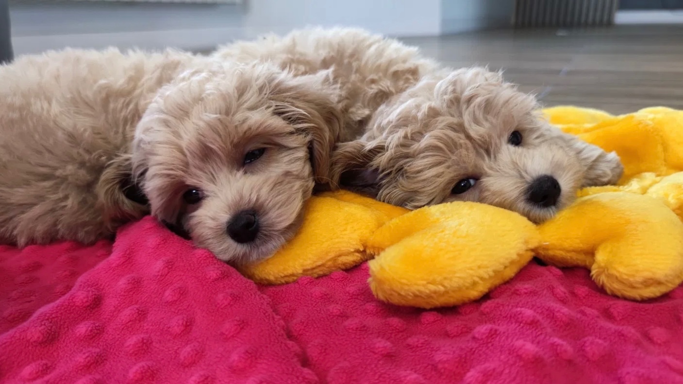 Maltipoo - 2