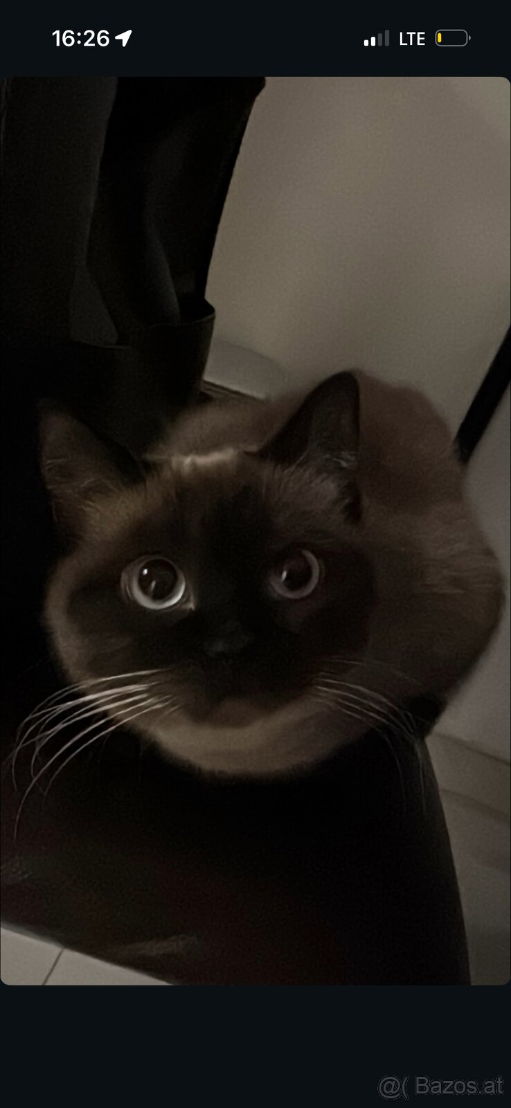 Siam Katze & Schildpatt Katze Geschwister - 2