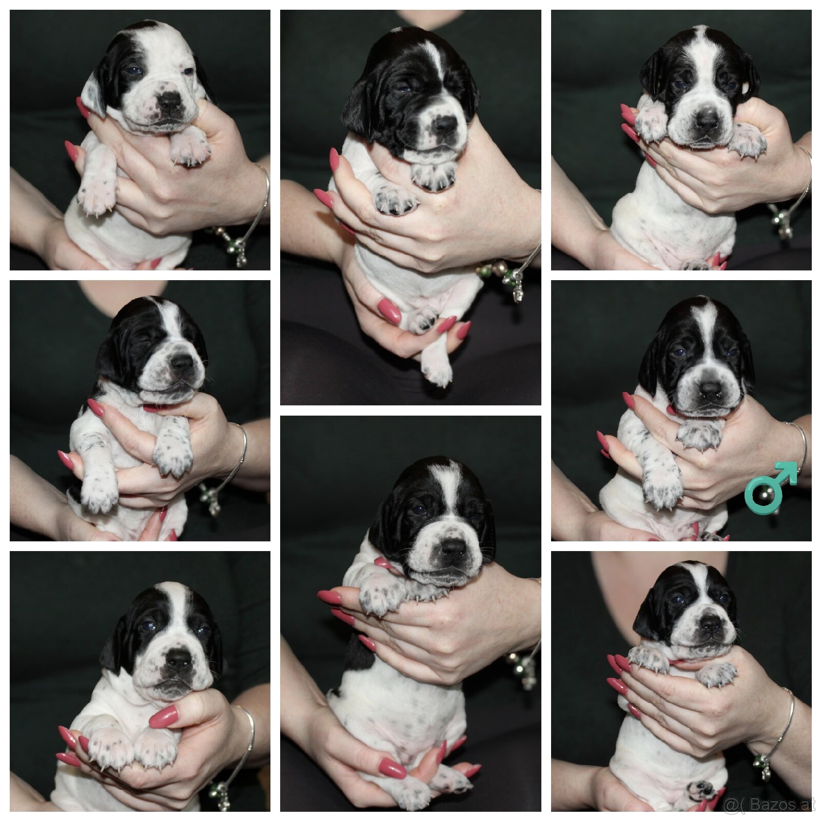 Englisch pointer / Vorstehhund - 2