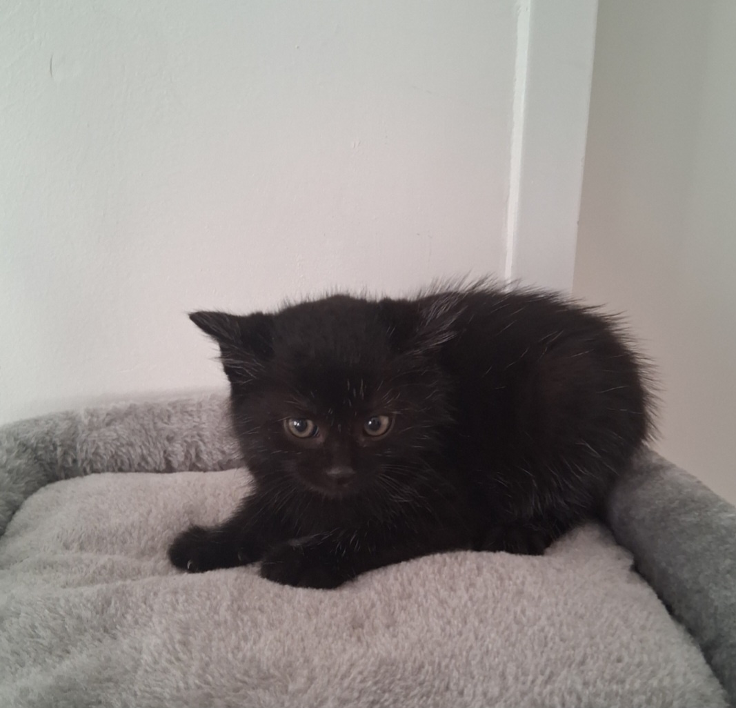 Babykatze - 2