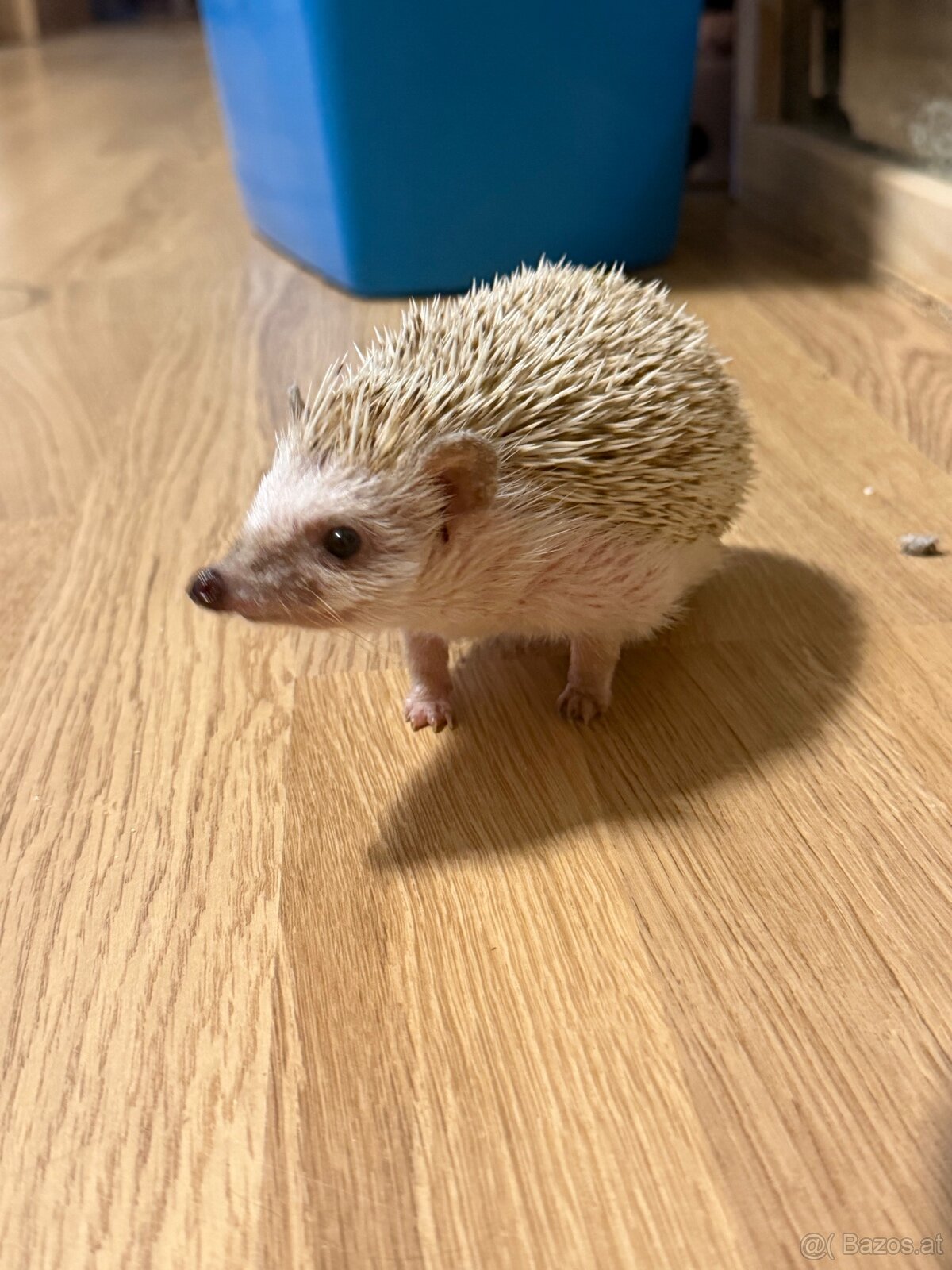 Weißbauch Igel weiblich sechs Monate - 2