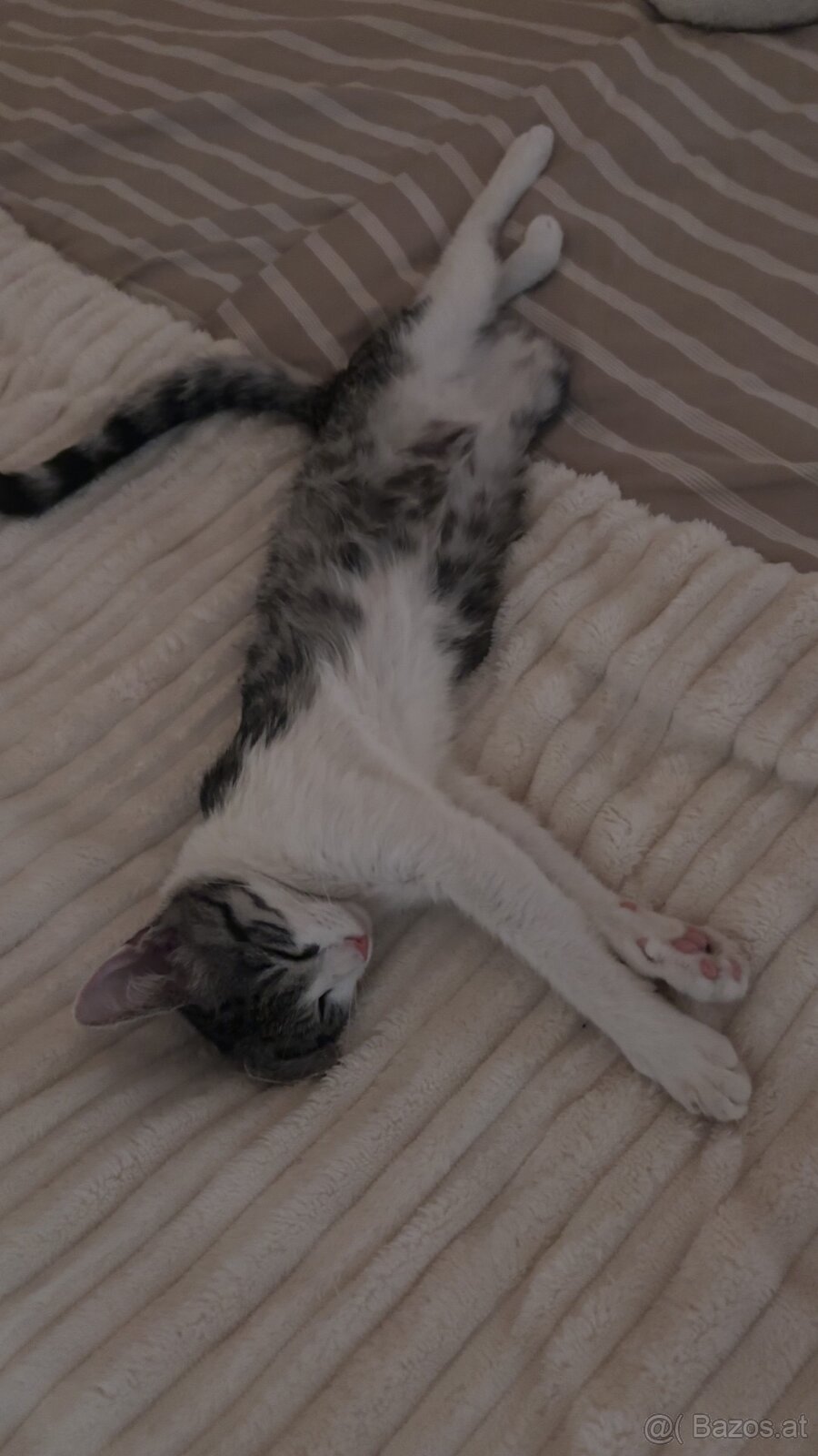 Katze 6 monate gratis - 2