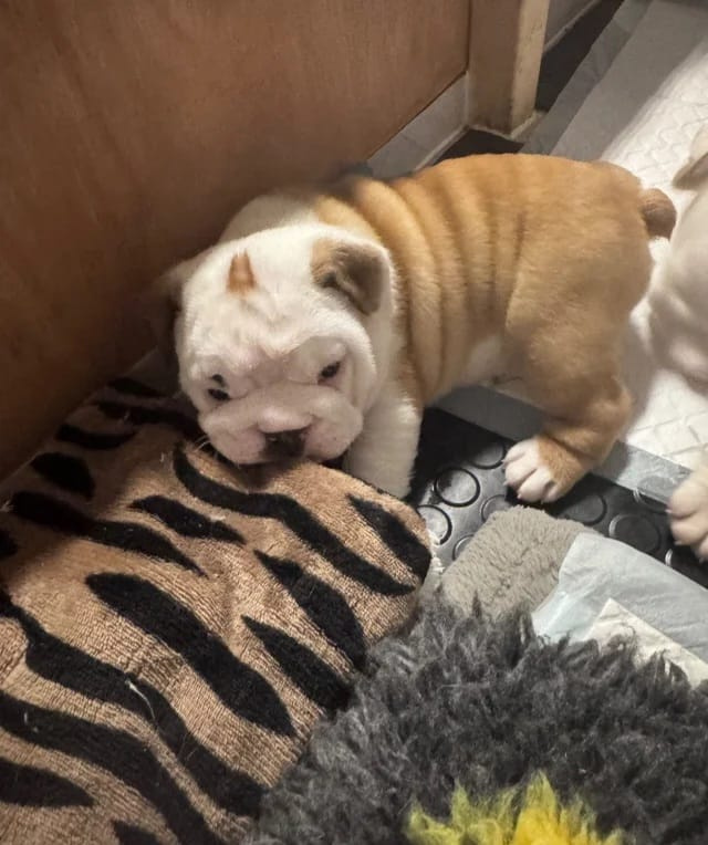 Englische Bulldoggenwelpen - 2