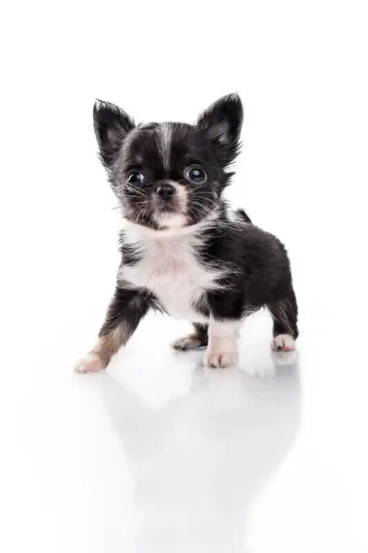 Chihuahua-Welpen abzugeben - 2