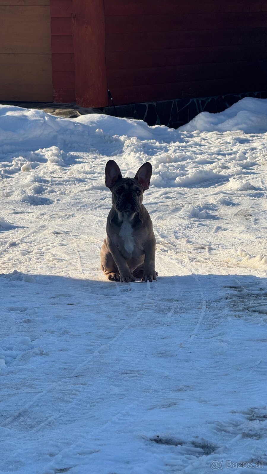 Französischen Bulldoggen Welpen mit Stammbaum - 2