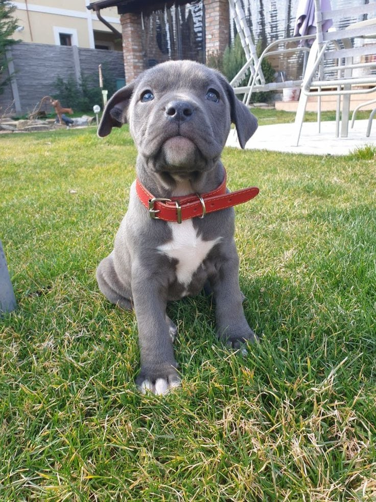 American Pit-Terrier-Welpen - 2