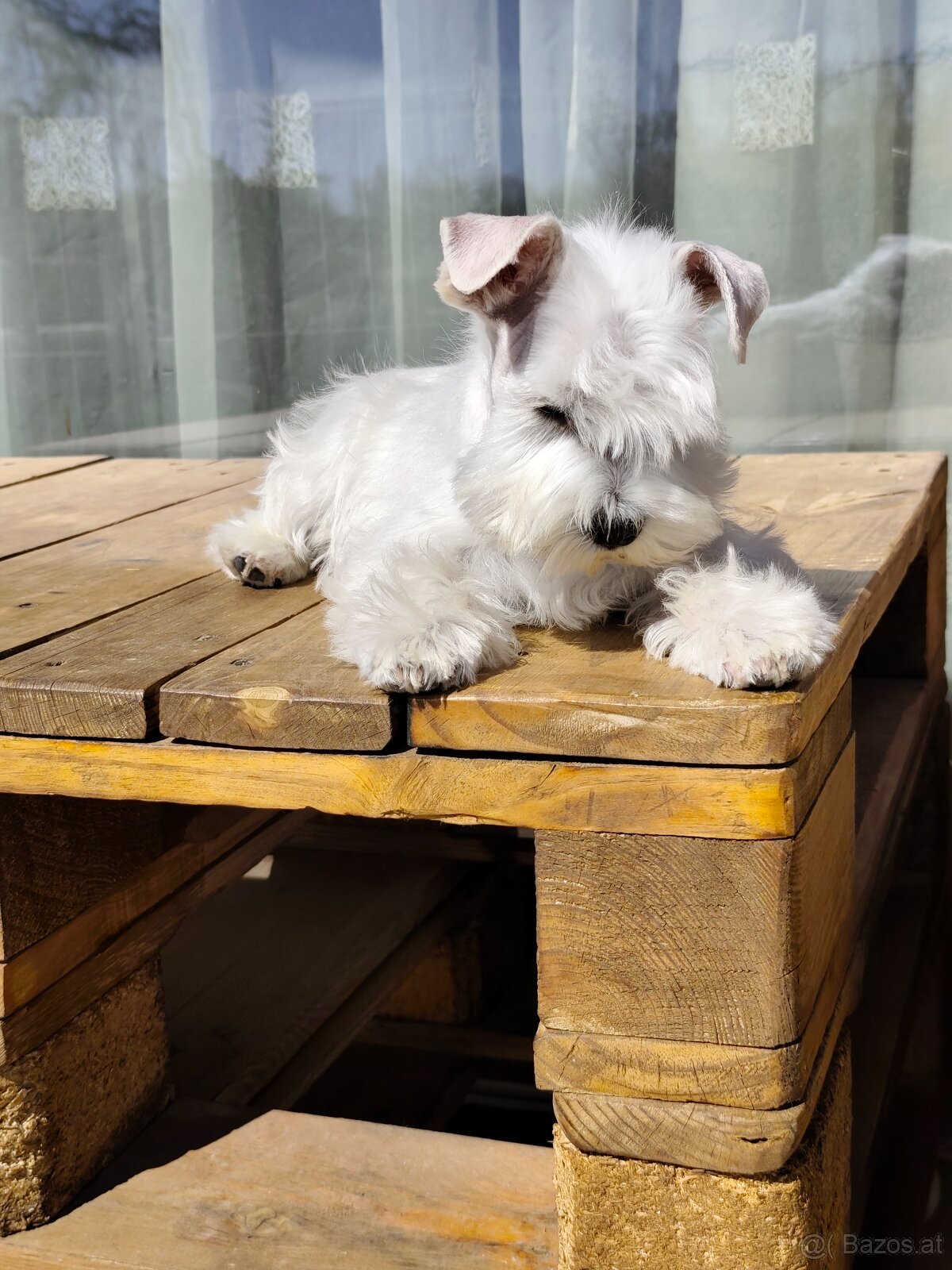 Schnauzer White miniatúrne - 2