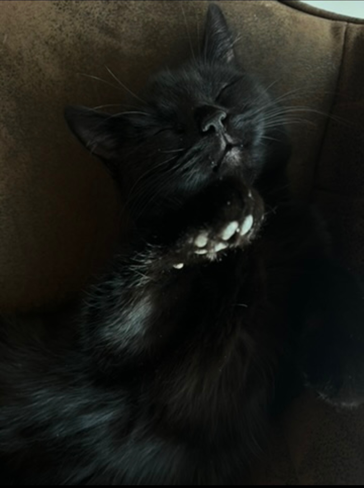 Liebevolle, kastrierte Katze in gute Hände abzugeben - 2