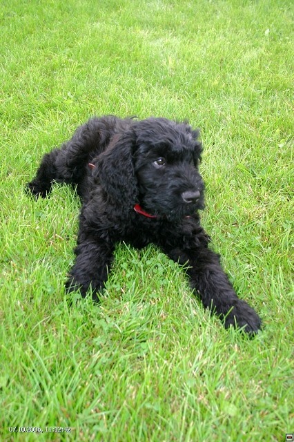 Schwarzer Russischer Terrier – liebevoll aufgezogene Welpen - 2