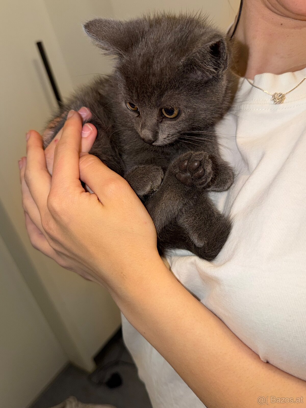 Babykatzen - 2