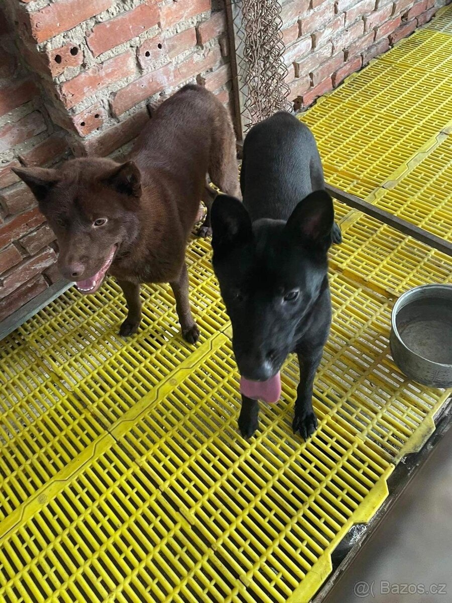 hmong bobtail dog - 2