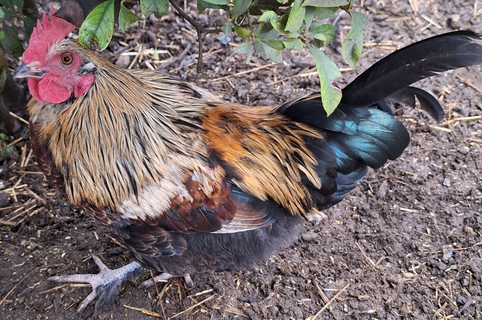 Hahn auf Lebensplatz zu vergeben - 2