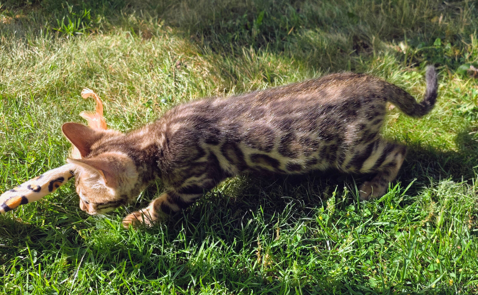 Bengal Kätzchen - 2
