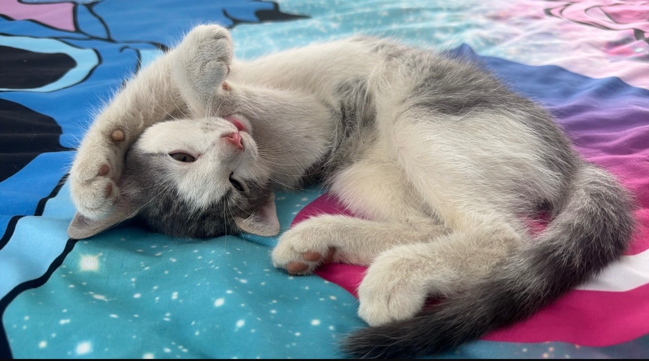 Babykatze - 2