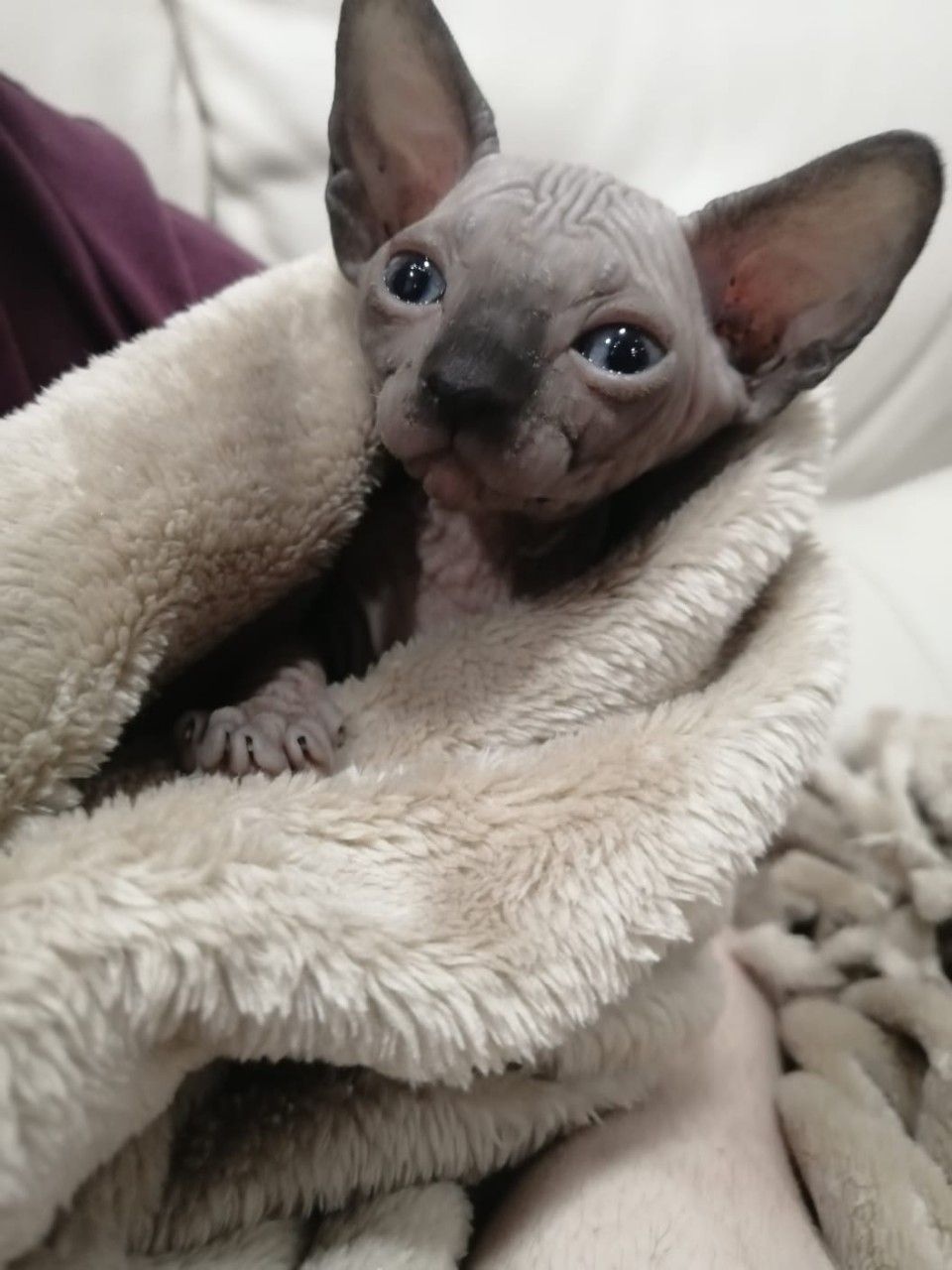 Sphynx-Kätzchen aus liebevoller Hausaufzucht suchen ein Zuha - 2