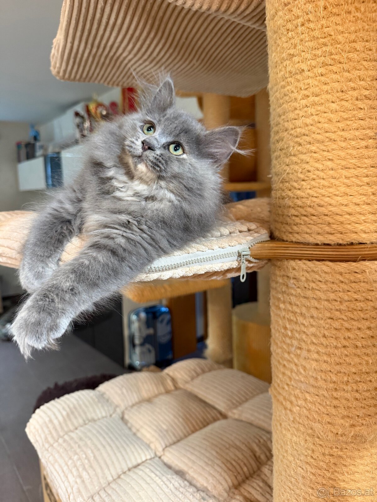 sibirische katze - 2