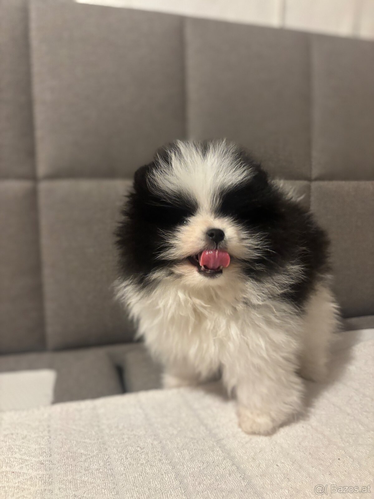 pomeranian Strakoš - 2