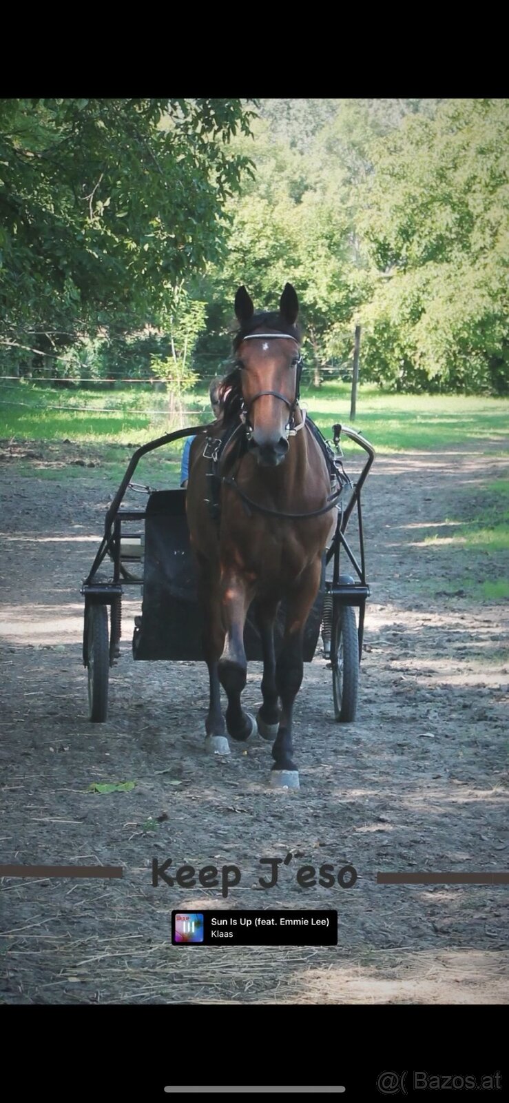 4 jähriger Wallach - 2