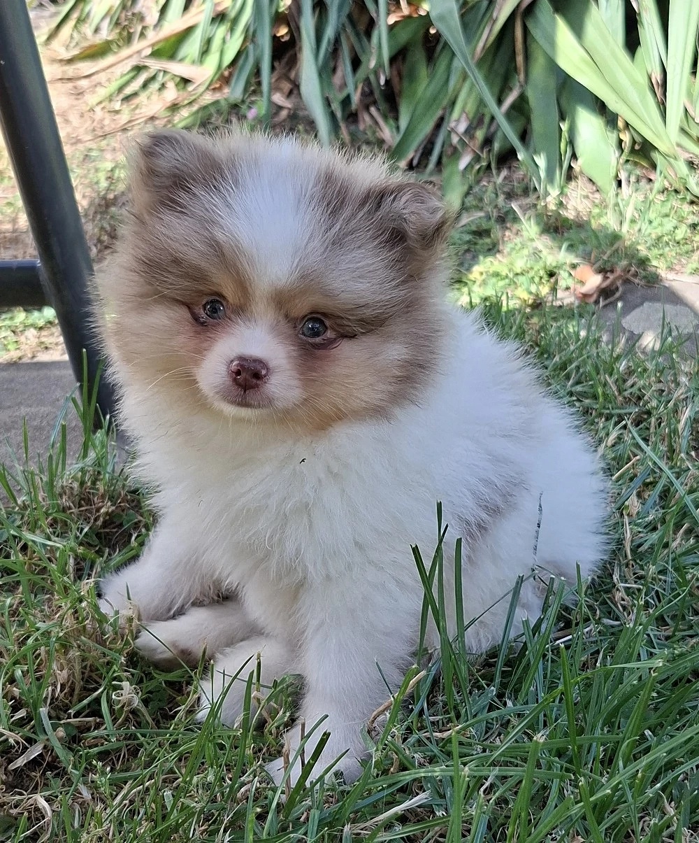 hübscher Pomchi Rüde mit toller Zeichnung abzugeben - 2