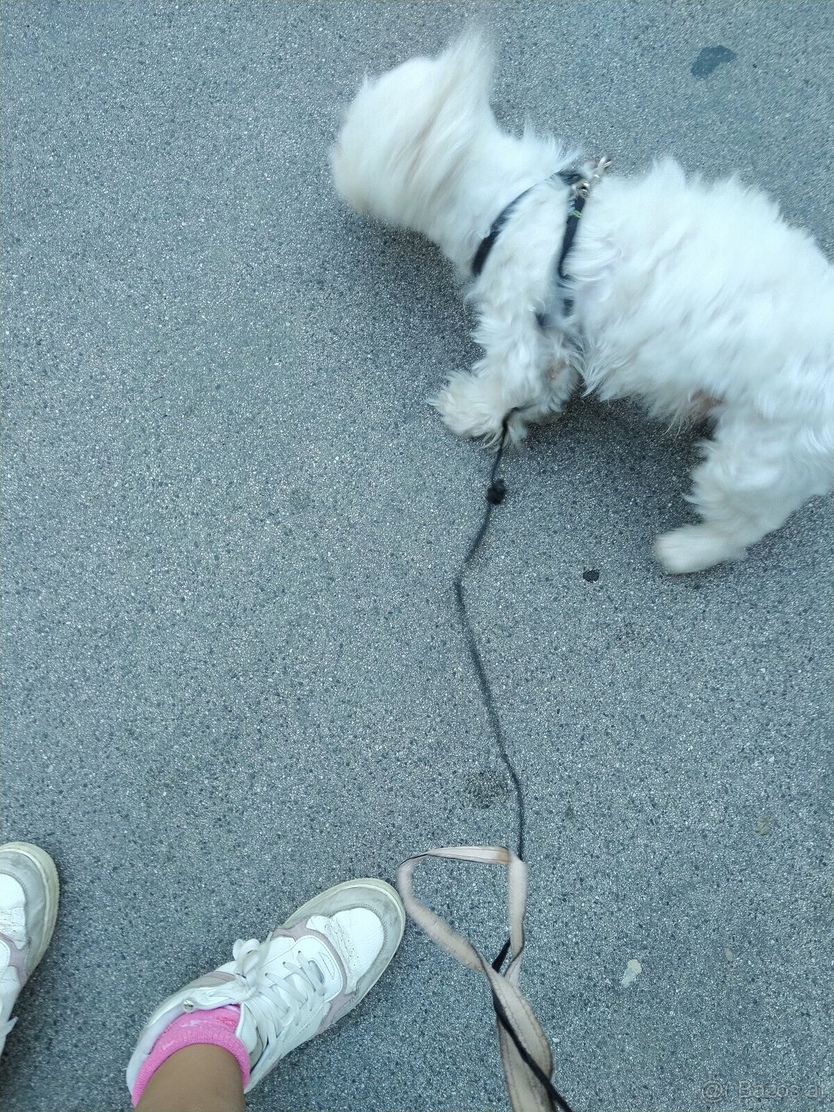 Hund Malteser - 2