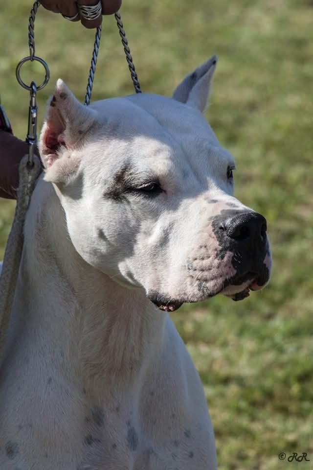 Dogo Argentino – wir nehmen Reservierungen für erstklas - 2