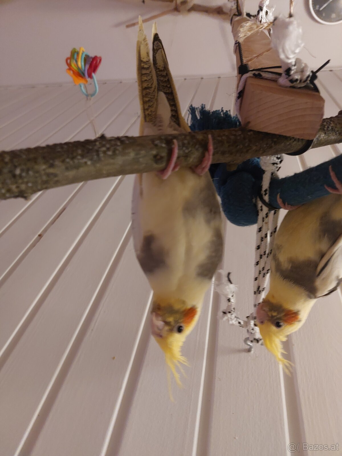 Gider heimo züchter - 2