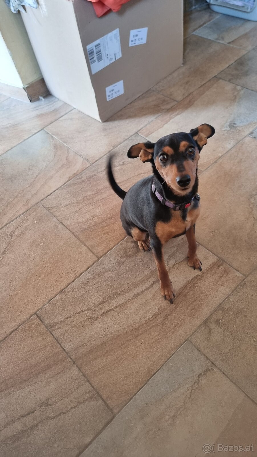 Zwergpinscher Hündin - 2