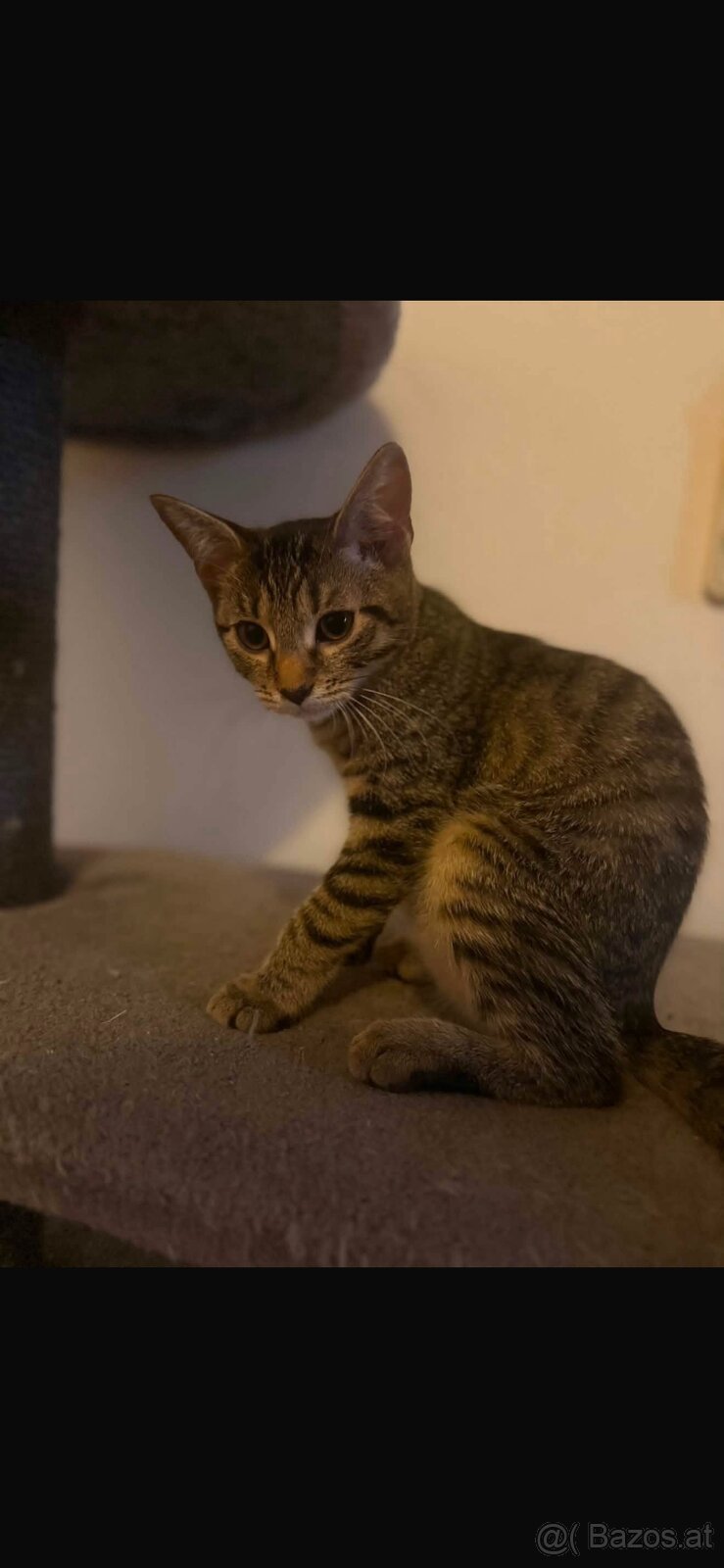 Kitten - 2