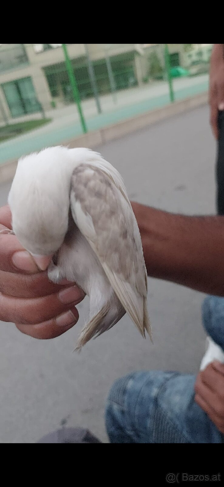 Vögel - 2