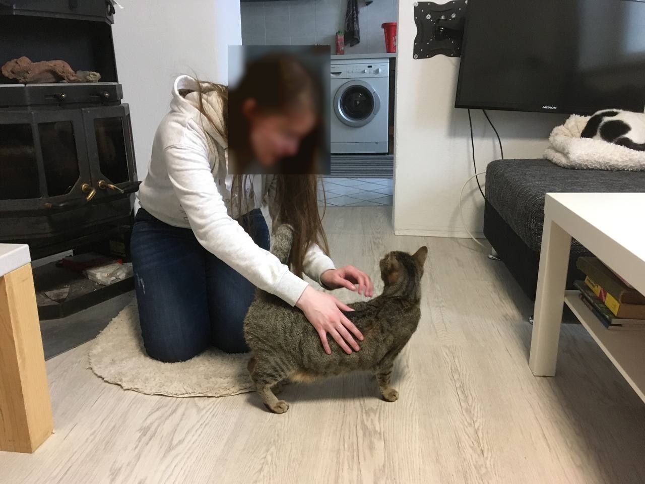 Kleine süße "Tigra" in liebevolle Hände abzugeben - 2