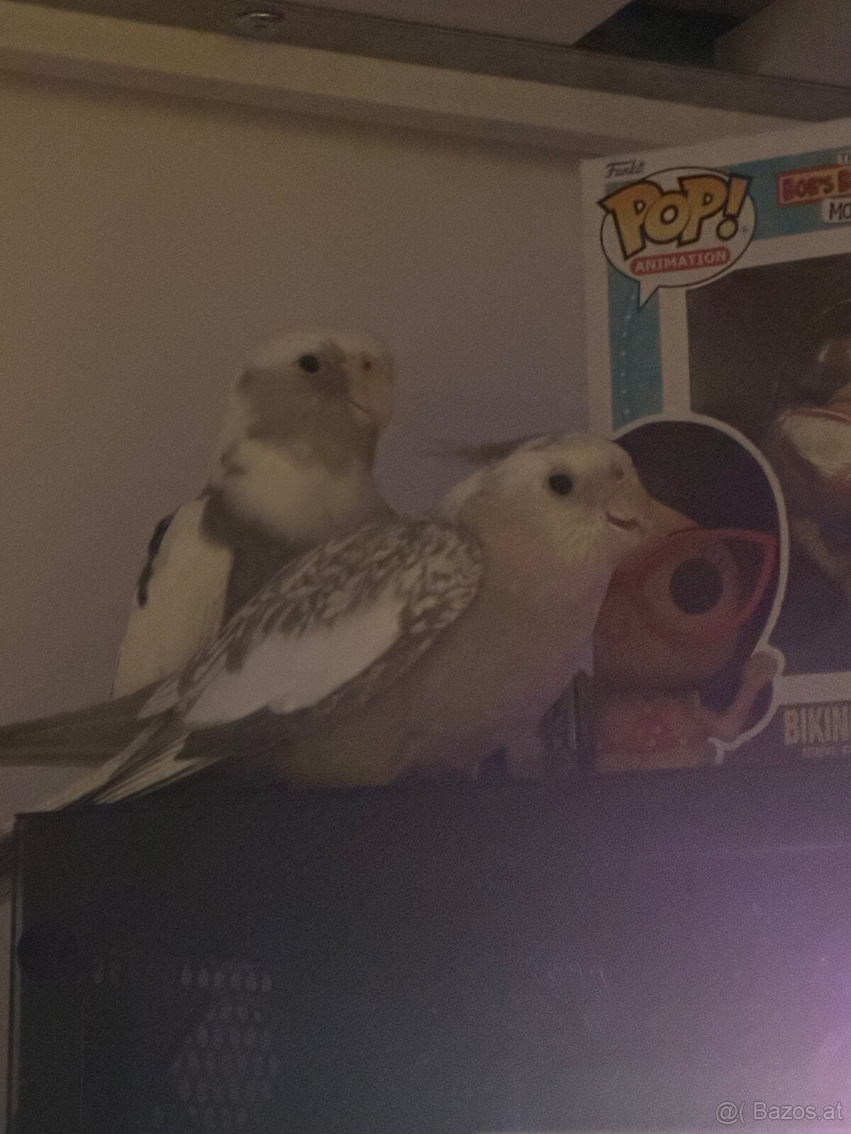 3 Vögel/Nymphensittiche + Käfig inkl. Zubehör - 2