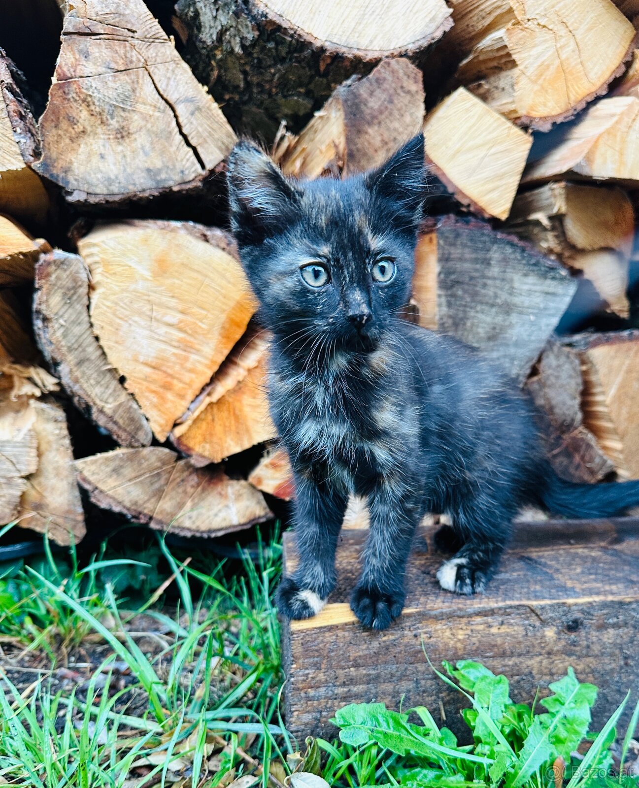 Katzenbabys - 2