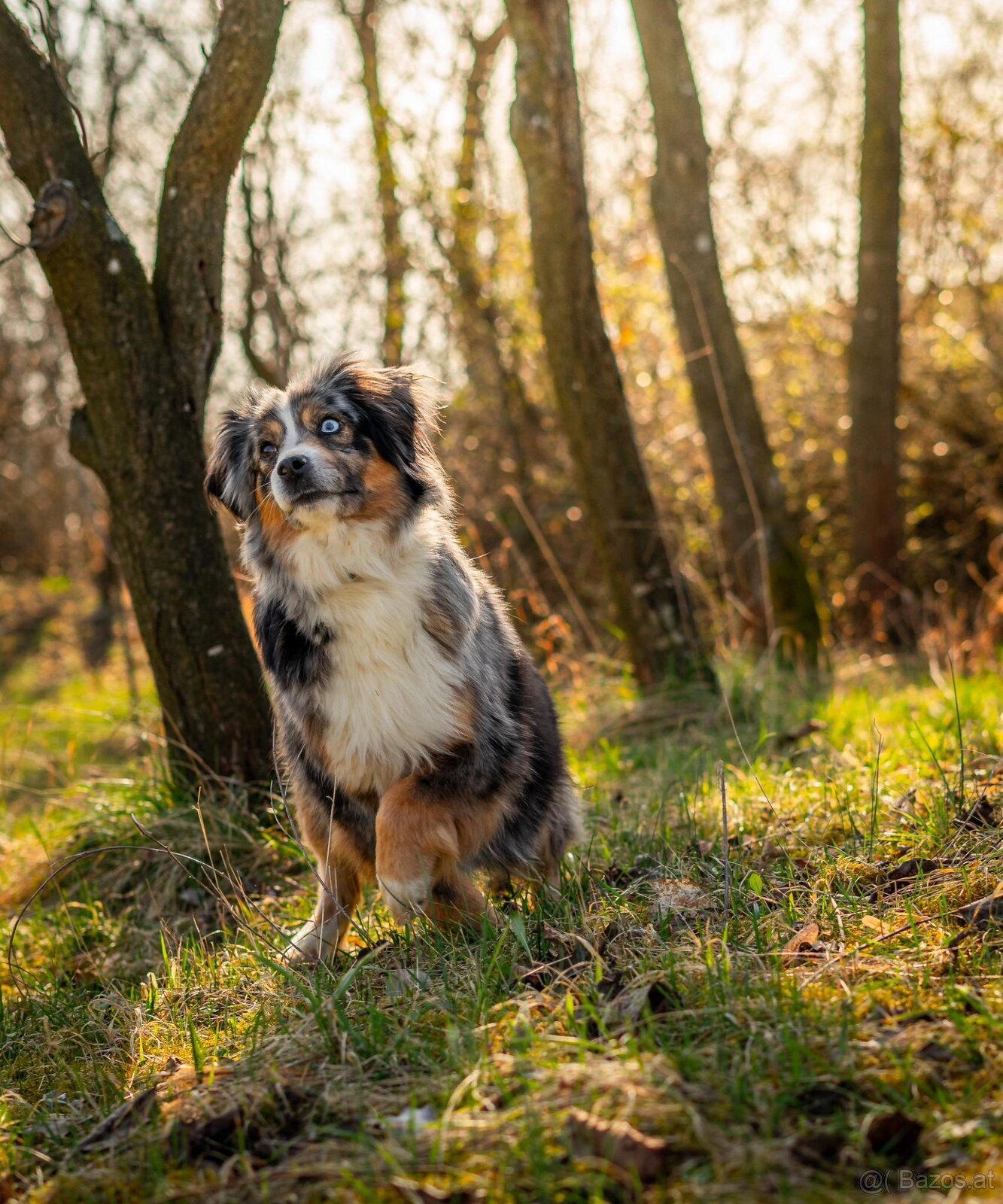 Miniatur amerikan shepherd - 2