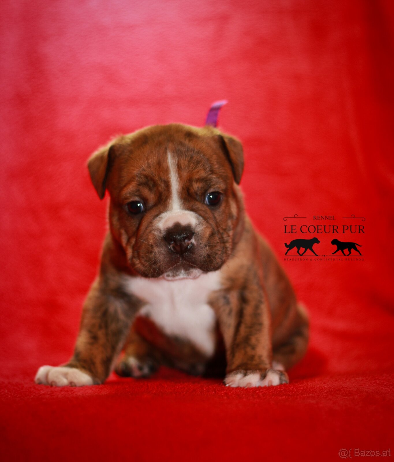 Continental bulldog welpen - 2