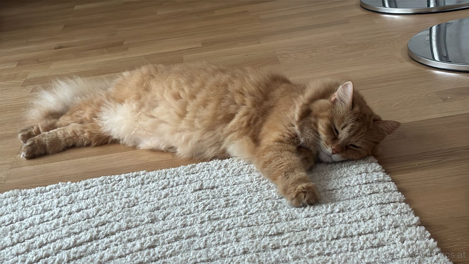 Herzenskatze (12) sucht stressfreien Altersruhesitz - 2