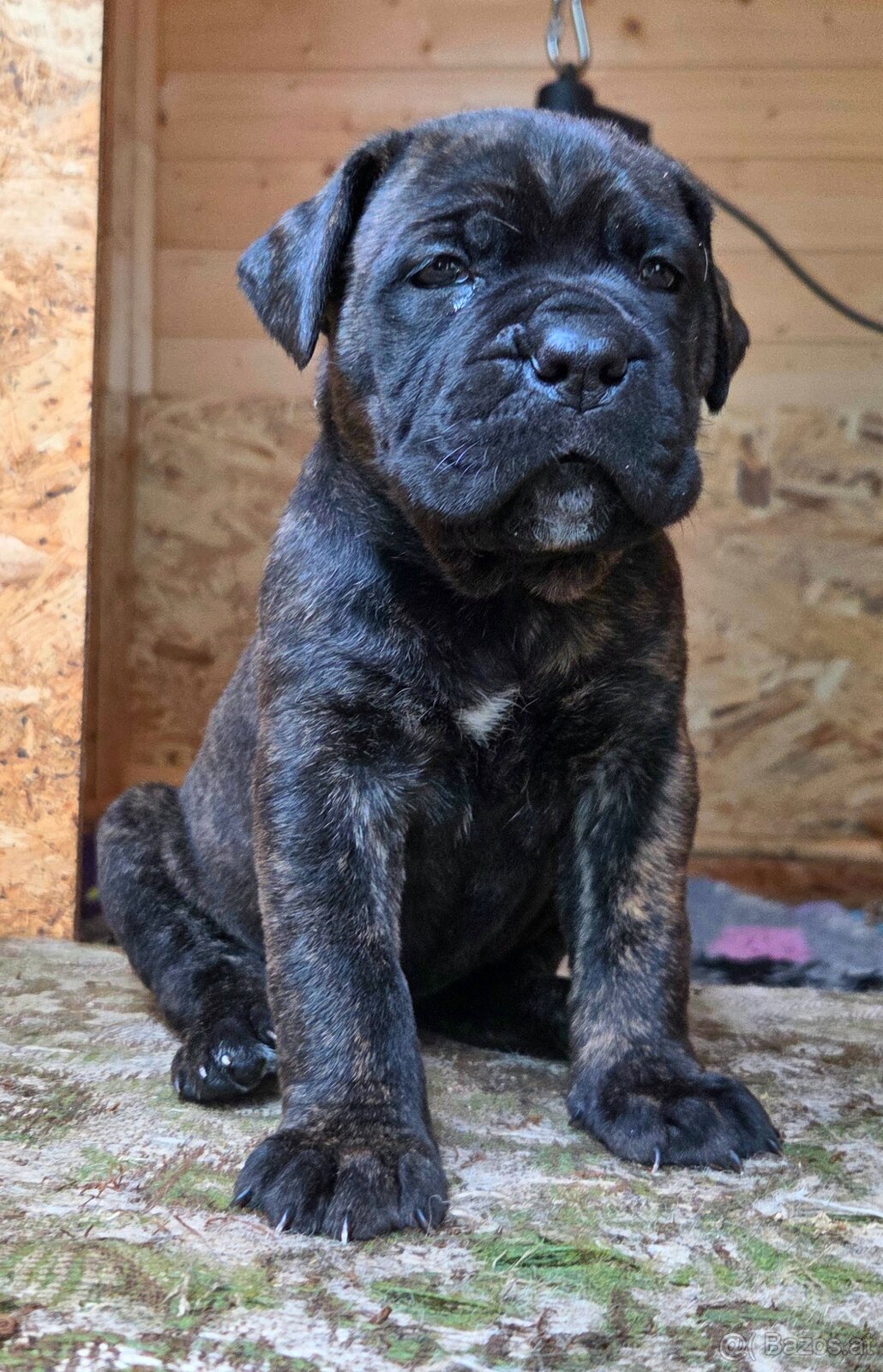 Cane Corso mit Stammbaum - 2