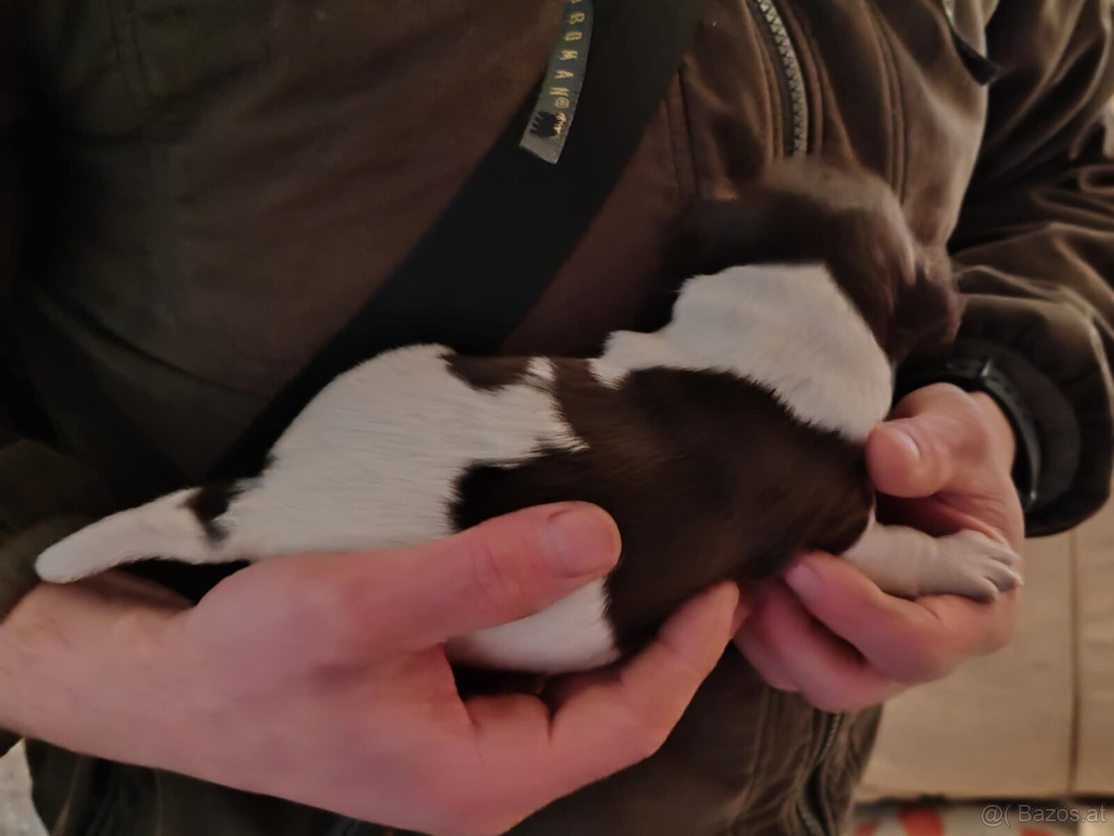 verkaufe kleine Münsterländer vorstehhund-Welpen - 2